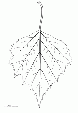 Leaf Coloring Page 2706 Free 130736 Leaf Coloring Pages