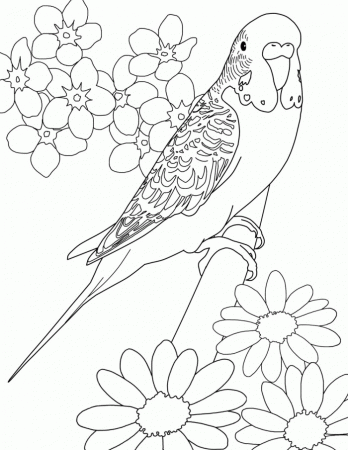 Parakeet Coloring Pages | 99coloring.com