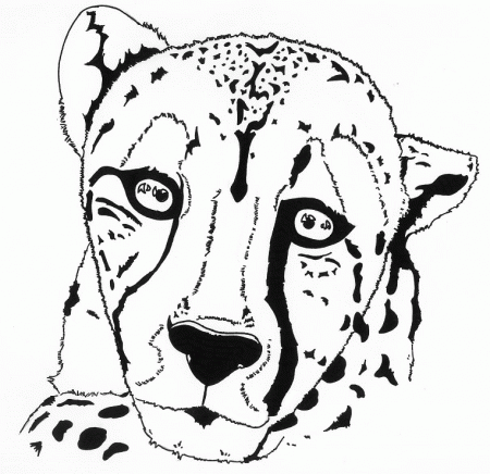 Cheetah by samoyedo on deviantART
