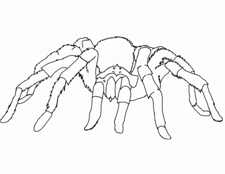 Spider And Spider Web Coloring Page In Halloween Spider Coloring 