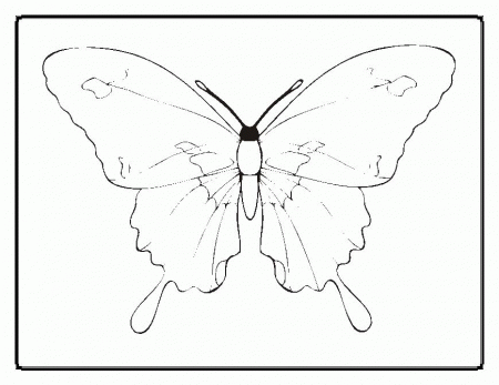 Animal Coloring Butterfly Coloring Page For Kids Butterfly 