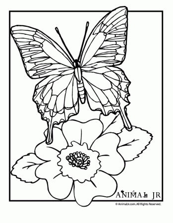 butterfly coloring pages page classroom jr