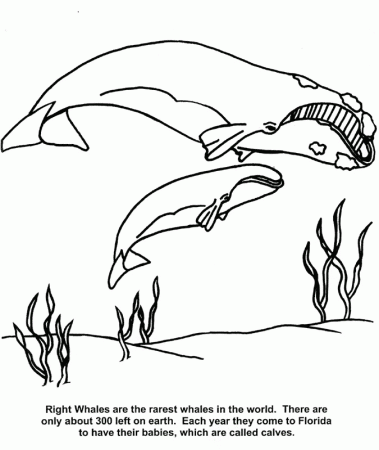 Whale coloring page - Animals Town - Animal color sheets Whale picture