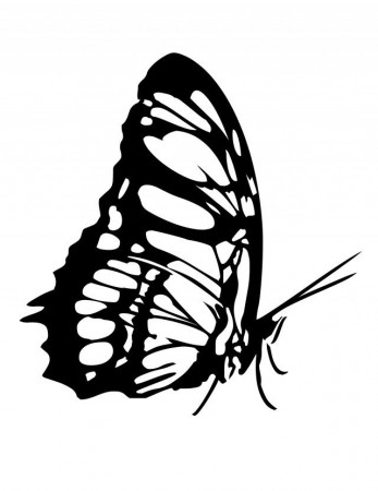 Butterfly Coloring Page Tattoo Pictures Pin Pinterest Id 54627 