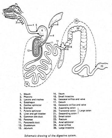 Digestive System Colouring Pages Page 2 116522 Digestive System 
