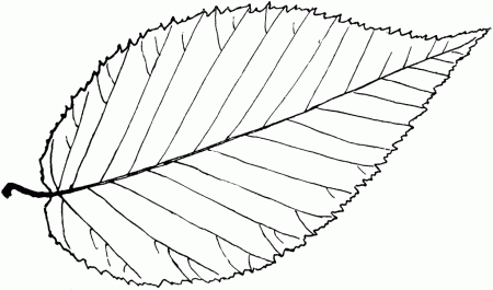 Simple Leaf Outline
