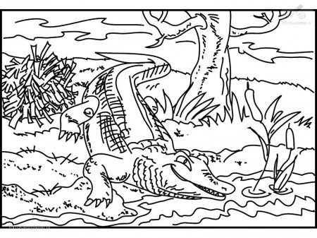 Crocodile Coloring Page | Coloring Pages