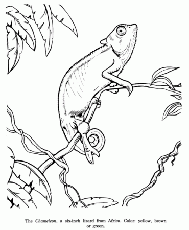 Chameleon drawing and coloring page | Patterns & line illustrations |…