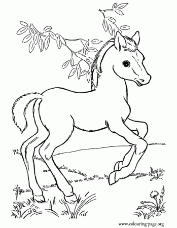 Horses - A little horse playing in the pasture coloring page
