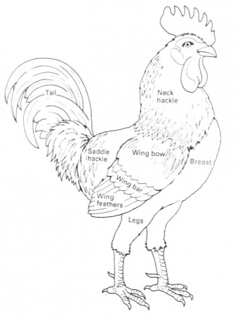 Chicken Behavior and Influence on Humans; Chicken Ethology