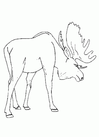 Moose Coloring Pages - Kids Colouring Pages