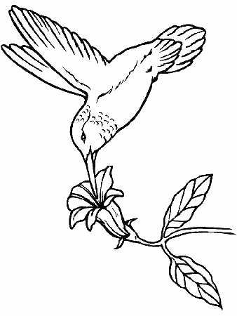 Hummingbird Drawings