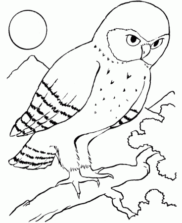 Bird Coloring Pages of Owl : New Coloring Pages