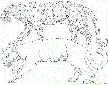 Coloring Pages Cheetah (Mammals > Cheetah) - free printable 
