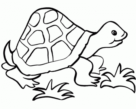 Turtle Near The Grass Coloring Page - Kids Colouring Pages