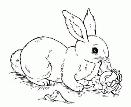 easter bunny coloring pages printable : Printable Coloring Sheet 