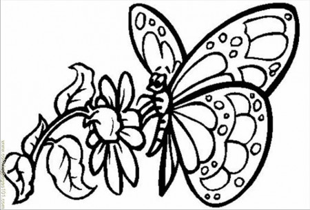 Coloring Pages Butterfly With Flower (Insects > Butterfly) - free 