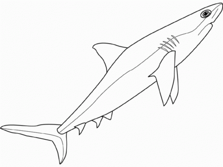 Great White Shark Tattoo Design Drawing And Coloring For Kids 