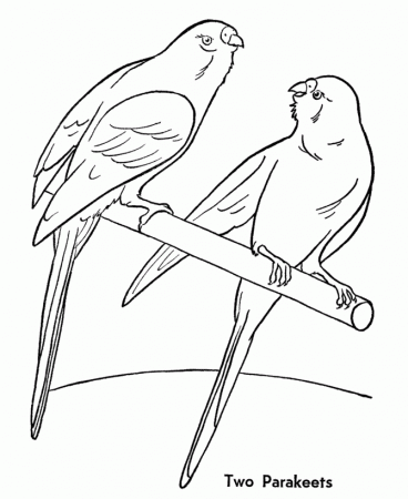 Pet Bird Coloring Pages | Two Pet Parakeet Birds Coloring Pages 