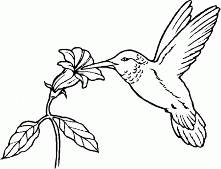 Swirly Birdie Coloring Page Coloring 142013 Bird Coloring Pages