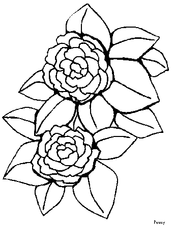 Simple Peony Outline Images & Pictures - Becuo