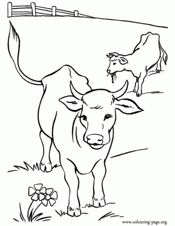 cows-coloring-pages-367.jpg