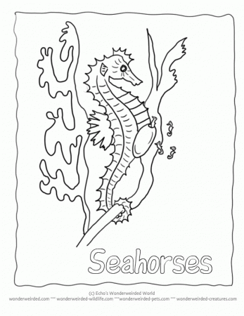 Seahorse Coloring Page | Coloring Pages