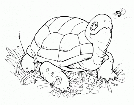 Ninja Turtle Coloring Pages For Kids Ninja Turtles Coloring Pages 