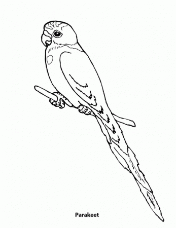 Parakeet Colouring Pages Page Id 59376 Uncategorized Yoand 289631 