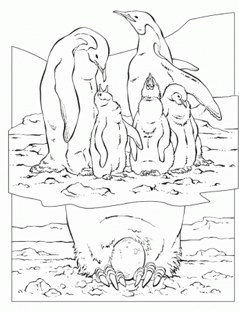 Animal Coloring Pages : Family Emperor Penguin Coloring Page Kids 