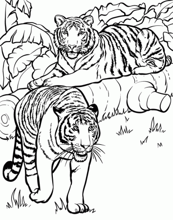 Wild Animals Pictures For Colouring