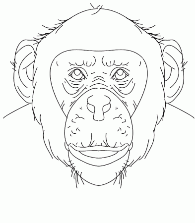 Chimpanzee coloring page - Animals Town - animals color sheet 
