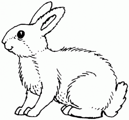 Rabbit Coloring Page Images & Pictures - Becuo