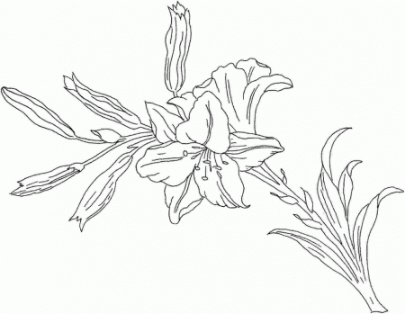 Free Easter Lily Coloring Pages 216616 Lily Flower Coloring Pages