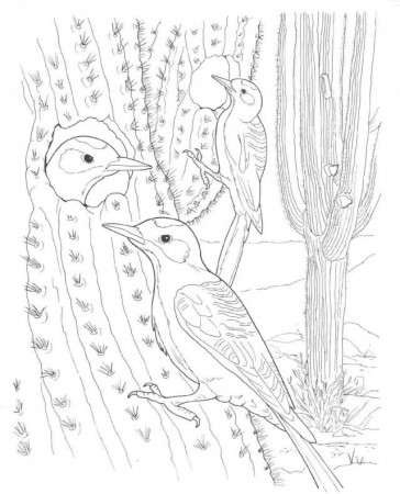 Sonoran Desert Colouring Pages 230004 Saguaro Cactus Coloring Page