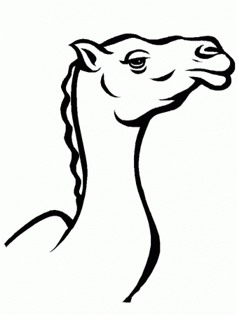 Pin by mizu rose on camel