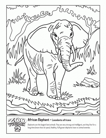 African Elephant - The Zoo Tycoon Wiki - Zoo Tycoon, Zoo Tycoon 2 