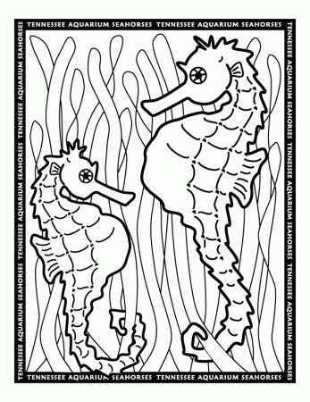 seahorse coloring pages - Google Search | I'm Motorhomin'