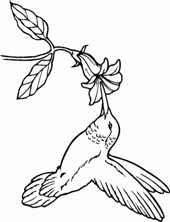 2911 ide coloring-pages-hummingbirds-42 Best Coloring Pages Download