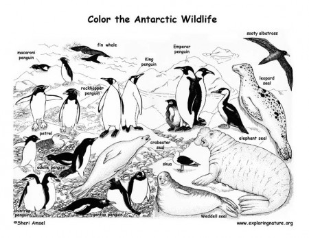 Antarctica Coloring Pages 9 | Free Printable Coloring Pages