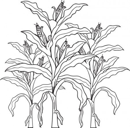 CORN STALKS Colouring Pages