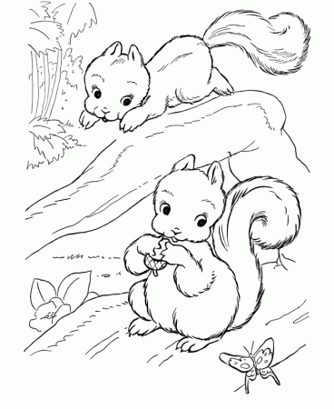 Playful squirrels Coloring Pages | Squirrel Coloring Page and Kids 