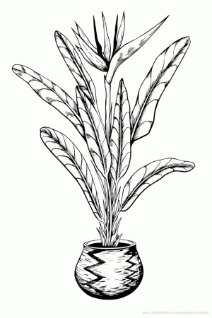 Houseplants Coloring Page: Bird of Paradise (and Fun Ideas for Using It) -  JayDeeMahs.com