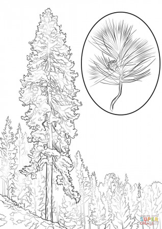 Ponderosa Pine coloring page | Free Printable Coloring Pages