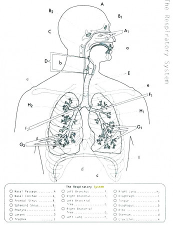 Beautiful Anatomy And Physiology Coloring Book | AnyOneForAnyaTeam