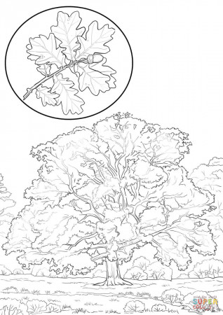 Northern Red Oak coloring page | Free Printable Coloring Pages