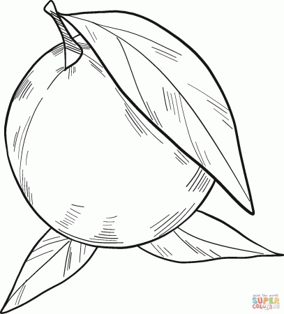 Orange coloring page | Free Printable Coloring Pages