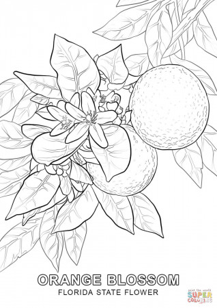 Florida State Flower coloring page | Free Printable Coloring Pages