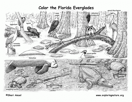 7 Pics of Florida State Animal Coloring Page - Florida State Bird ...