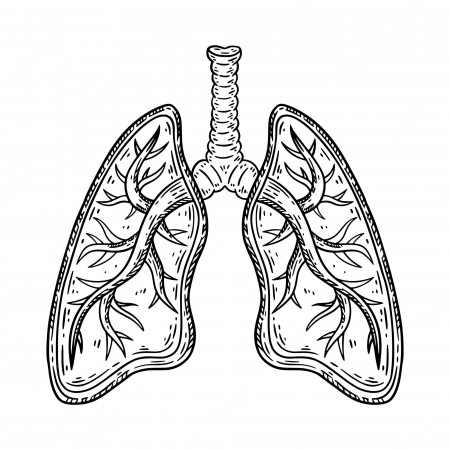 Pulmonary System Images | Free Vectors, Stock Photos & PSD | Page 5